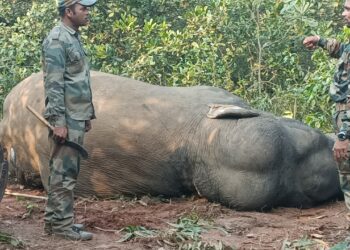 ଅସୁସ୍ଥ ଦନ୍ତା ହାତୀର ମୃତ୍ୟୁ