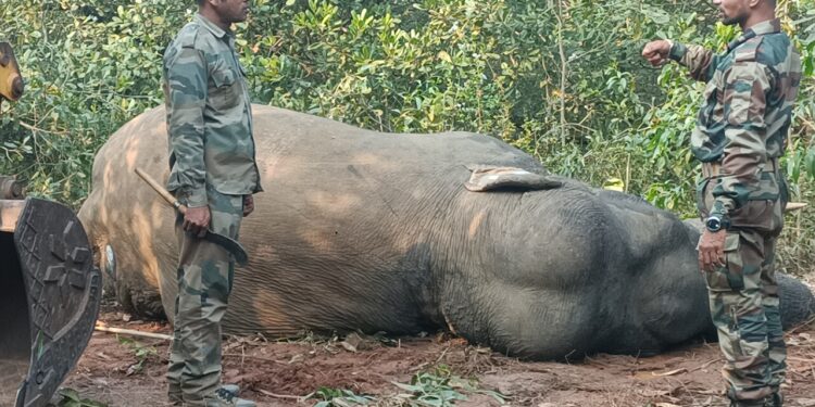 ଅସୁସ୍ଥ ଦନ୍ତା ହାତୀର ମୃତ୍ୟୁ