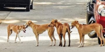 ଗୋଡ଼ାଇ କାମୁଡୁଛନ୍ତି କୁକୁର