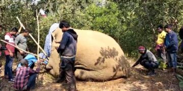 ଅସୁସ୍ଥ ଦନ୍ତା ହାତୀକୁ ଚିକିତ୍ସା କଲା ବନ ବିଭାଗ