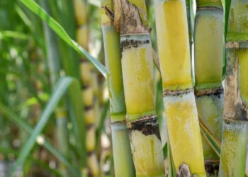 ମଧୁମେହ ରୋଗୀଙ୍କ ପାଇଁ ଆଖୁ 