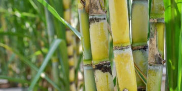 ମଧୁମେହ ରୋଗୀଙ୍କ ପାଇଁ ଆଖୁ 