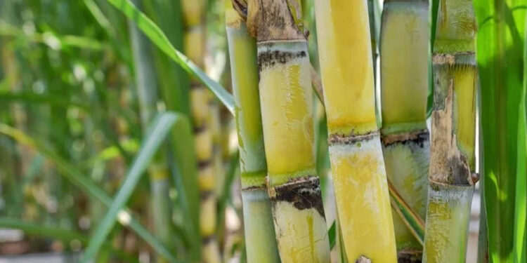 ମଧୁମେହ ରୋଗୀଙ୍କ ପାଇଁ ଆଖୁ 