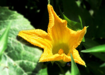 ଗମ୍ଭୀର ରୋଗ ଭଲକରେ କଖାରୁ ଫୁଲ