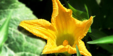 ଗମ୍ଭୀର ରୋଗ ଭଲକରେ କଖାରୁ ଫୁଲ