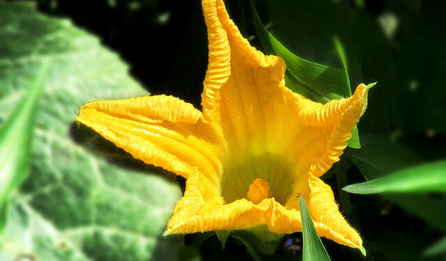 ଗମ୍ଭୀର ରୋଗ ଭଲକରେ କଖାରୁ ଫୁଲ