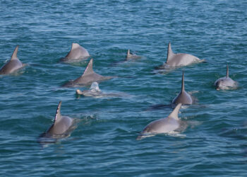 ଚିଲିକାରେ ଆରମ୍ଭ ହେବ ଡଲଫିନ ଗଣନା, ନିୟୋଜିତ ହେବେ ୧୮ ଟିମ୍‌