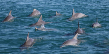 ଚିଲିକାରେ ଆରମ୍ଭ ହେବ ଡଲଫିନ ଗଣନା, ନିୟୋଜିତ ହେବେ ୧୮ ଟିମ୍‌