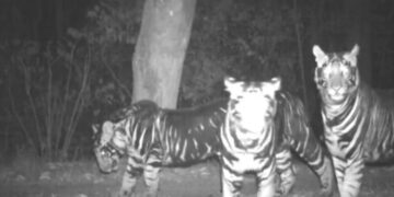 ଓଡ଼ିଶା ଜଙ୍ଗଲରେ ବୁଲୁଛନ୍ତି ୪ କଳା ବାଘ