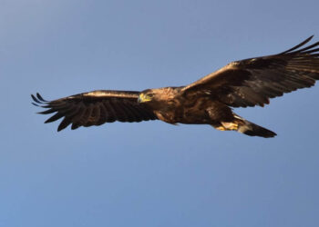 ଶୁଭ ସଙ୍କେତ ଦିଏ ଚିଲ