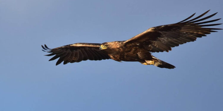 ଶୁଭ ସଙ୍କେତ ଦିଏ ଚିଲ