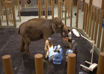 ଭାରତରେ ପ୍ରଥମ ବ୍ୟାପକ ପଶୁ ଉଦ୍ଧାର, ଯତ୍ନ, ସଂରକ୍ଷଣ ଓ ଥଇଥାନ କାର୍ଯ୍ୟକ୍ରମ ‘ବନ୍ତାରା’ ର ଶୁଭାରମ୍ଭ