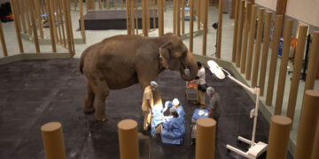 ଭାରତରେ ପ୍ରଥମ ବ୍ୟାପକ ପଶୁ ଉଦ୍ଧାର, ଯତ୍ନ, ସଂରକ୍ଷଣ ଓ ଥଇଥାନ କାର୍ଯ୍ୟକ୍ରମ ‘ବନ୍ତାରା’ ର ଶୁଭାରମ୍ଭ