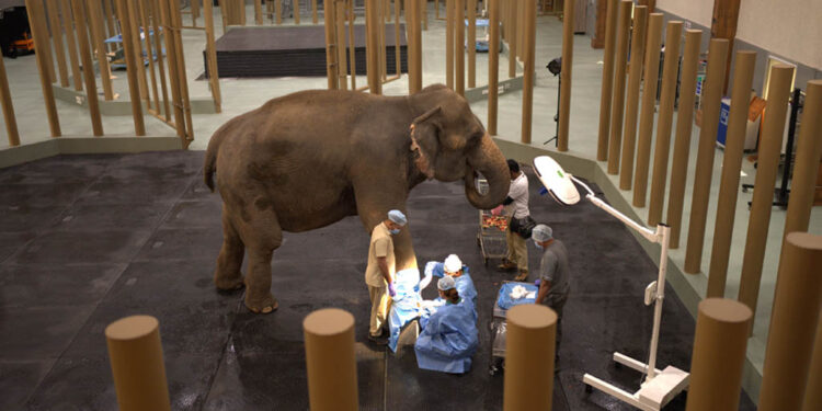 ଭାରତରେ ପ୍ରଥମ ବ୍ୟାପକ ପଶୁ ଉଦ୍ଧାର, ଯତ୍ନ, ସଂରକ୍ଷଣ ଓ ଥଇଥାନ କାର୍ଯ୍ୟକ୍ରମ ‘ବନ୍ତାରା’ ର ଶୁଭାରମ୍ଭ