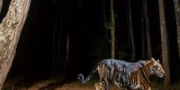 ଶିମିଳିପାଳରେ ହେବ କଳାବାଘ ସଫାରୀ