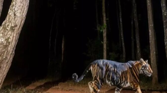 ଶିମିଳିପାଳରେ ହେବ କଳାବାଘ ସଫାରୀ