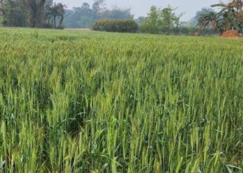 ଧାର୍ଯ୍ୟ ହେଲା ନୂଆଖାଇ ଲଗ୍ନ