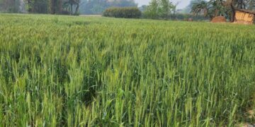 ଧାର୍ଯ୍ୟ ହେଲା ନୂଆଖାଇ ଲଗ୍ନ