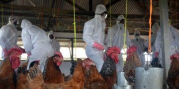 କିଛିଦିନ ପାଇଁ ଚିକେନ ନ ଖାଇବାକୁ ସଜାଗ କରାଇଲା ଓଡିଶା ସ୍ବାସ୍ଥ୍ୟ ବିଭାଗ