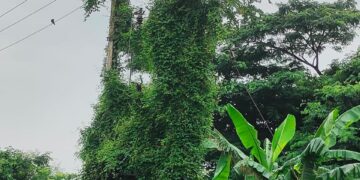 ବିଶ୍ଵାଳ ସାହି ଟ୍ରାନ୍ସଫର୍ମରରେ ମାଡ଼ିଗଲାଣି ଗଛଲତା