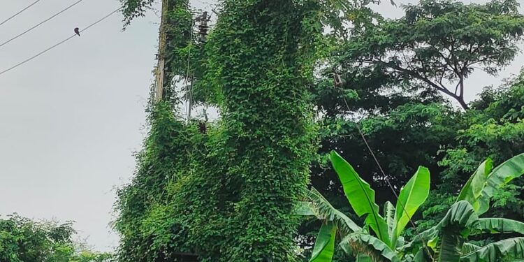 ବିଶ୍ଵାଳ ସାହି ଟ୍ରାନ୍ସଫର୍ମରରେ ମାଡ଼ିଗଲାଣି ଗଛଲତା