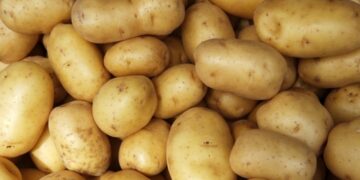 ରାଜ୍ୟରେ କେଜି ପ୍ରତି ୪୦ ତଳକୁ ଖସୁନି ଆଳୁ ଦର