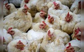 ନିମାପଡ଼ା, ଡେଲାଙ୍ଗରେ ବାର୍ଡ-ଫ୍ଲୁ