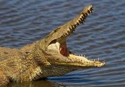 ବୃଦ୍ଧଙ୍କୁ ଟାଣିନେଲା କୁମ୍ଭୀର