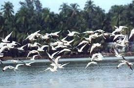 ୯ରୁ ଭିତରକନିକାରେ ପକ୍ଷୀ ଗଣନା