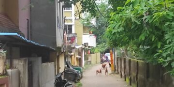 ମହତାବ ରୋଡ଼ରେ ବୁଲା କୁକୁରଙ୍କ ଉପଦ୍ରବ