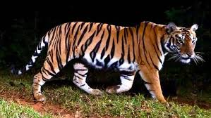 ମନ୍ତ୍ରୀଙ୍କ ଘୋଷଣା: ପୁଣି ଓଡ଼ିଶା ଆସିବ ୫ ବାଘୁଣୀ