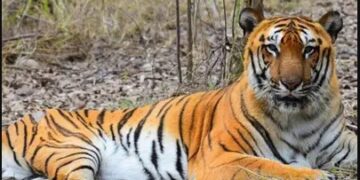 ଶିମିଳିପାଳକୁ ଆସିଲା ମହାରାଷ୍ଟ୍ର ମହାବଳ