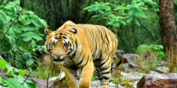 ଶିମିଳିପାଳ ଆସିବେ ଦୁଇ ମହାବଳ ବାଘ