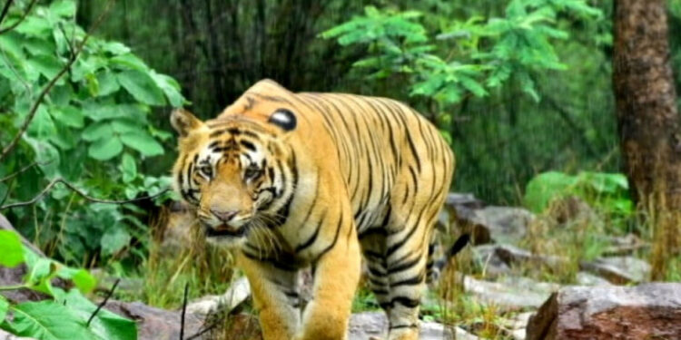 ଶିମିଳିପାଳ ଆସିବେ ଦୁଇ ମହାବଳ ବାଘ