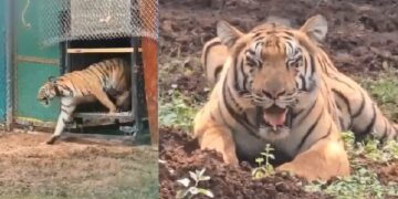 ବାଘୁଣୀ ‘ଯମୁନା’ ଶିକାର କଲା ବାରହା