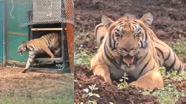 ବାଘୁଣୀ ‘ଯମୁନା’ ଶିକାର କଲା ବାରହା