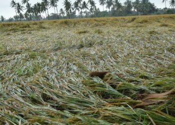 ରାଜ୍ୟରେ ୭୯,୬୭୧ ହେକ୍ଟର ଚାଷ ଜମି ପ୍ରଭାବିତ