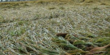 ରାଜ୍ୟରେ ୭୯,୬୭୧ ହେକ୍ଟର ଚାଷ ଜମି ପ୍ରଭାବିତ