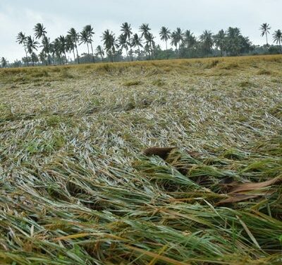ରାଜ୍ୟରେ ୭୯,୬୭୧ ହେକ୍ଟର ଚାଷ ଜମି ପ୍ରଭାବିତ