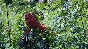 ଫଳ ଗାଡ଼ିରେ ଗଞ୍ଜେଇ ଚାଲାଣ