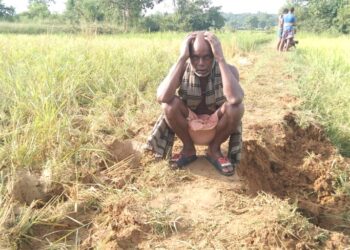 ହାତୀପଲଙ୍କ ଉପଦ୍ରଵରେ ବ୍ୟାପକ ଧାନଫସଲ ନଷ୍ଟ, ହାତୀ ଘଉଡ଼ାଇବାରେ ବିଫଳ ବନ ବିଭାଗ