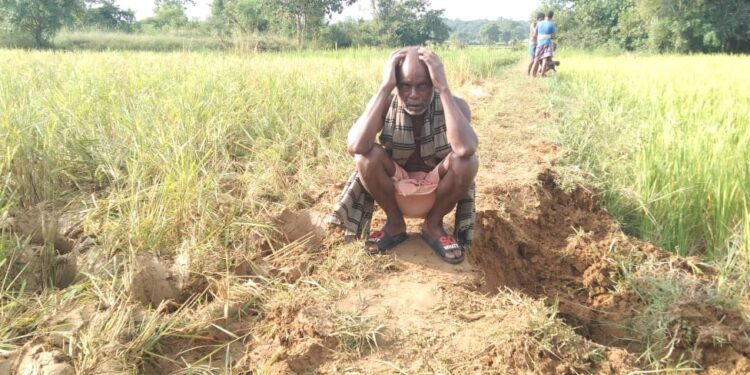 ହାତୀପଲଙ୍କ ଉପଦ୍ରଵରେ ବ୍ୟାପକ ଧାନଫସଲ ନଷ୍ଟ, ହାତୀ ଘଉଡ଼ାଇବାରେ ବିଫଳ ବନ ବିଭାଗ