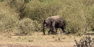 ହାତୀକୁ ତୀର ମାଡ଼