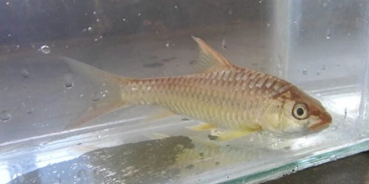 ଇନ୍ଦ୍ରାବତୀ ନଦୀରୁ ଦୁଇଟି ମହାଶିର ପ୍ରଜାତିର ମାଛ ଆବିଷ୍କୃତ