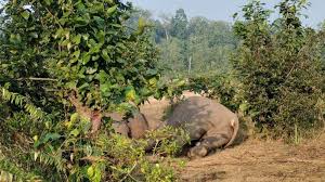 ବିଦ୍ୟୁତ୍ ତାର ନେଲା ୩ ହାତୀଙ୍କ ଜୀବନ