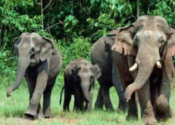 ଆଗାମୀ ୧୪ ଓ ୧୫ରେ ହେବ ହାତୀ ଗଣନା