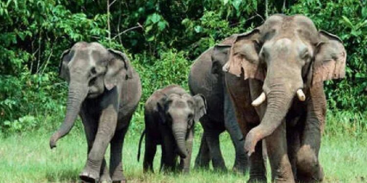 ଆଗାମୀ ୧୪ ଓ ୧୫ରେ ହେବ ହାତୀ ଗଣନା