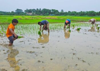 ଚଳିତ ରବି ଋତୁରେ ରାଜ୍ୟ ସମବାୟ ବ୍ୟାଙ୍କ ଚାଷୀଙ୍କୁ ଯୋଗାଇ ଦେବ ୯୦୦୦ କୋଟି ଟଙ୍କାର ଋଣ