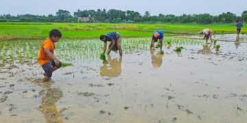 ଚଳିତ ରବି ଋତୁରେ ରାଜ୍ୟ ସମବାୟ ବ୍ୟାଙ୍କ ଚାଷୀଙ୍କୁ ଯୋଗାଇ ଦେବ ୯୦୦୦ କୋଟି ଟଙ୍କାର ଋଣ