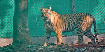 ‘ଜିନ୍ନତ’କୁ ଖାଦ୍ୟ ଦେବା ସମୟରେ ଟ୍ରାଙ୍କୁଲାଇଜ